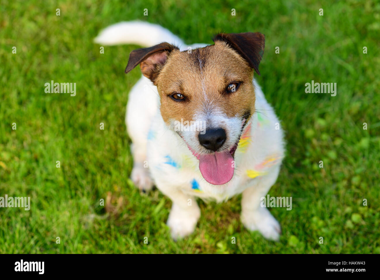 Happy, contented dog smiling and looking up into camera Stock Photo