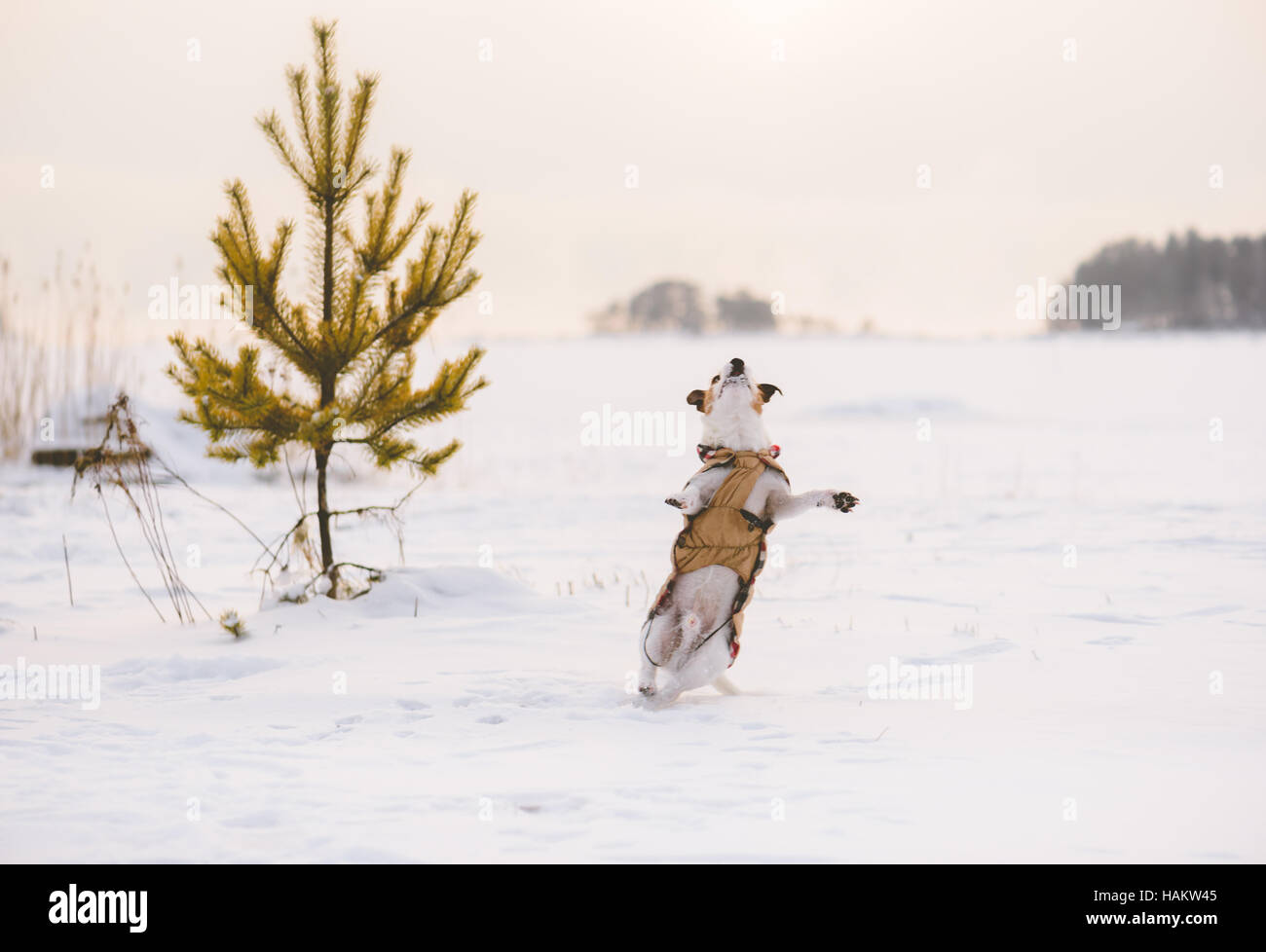 Dog playing at winter beach covered with snow at overcast day Stock Photo