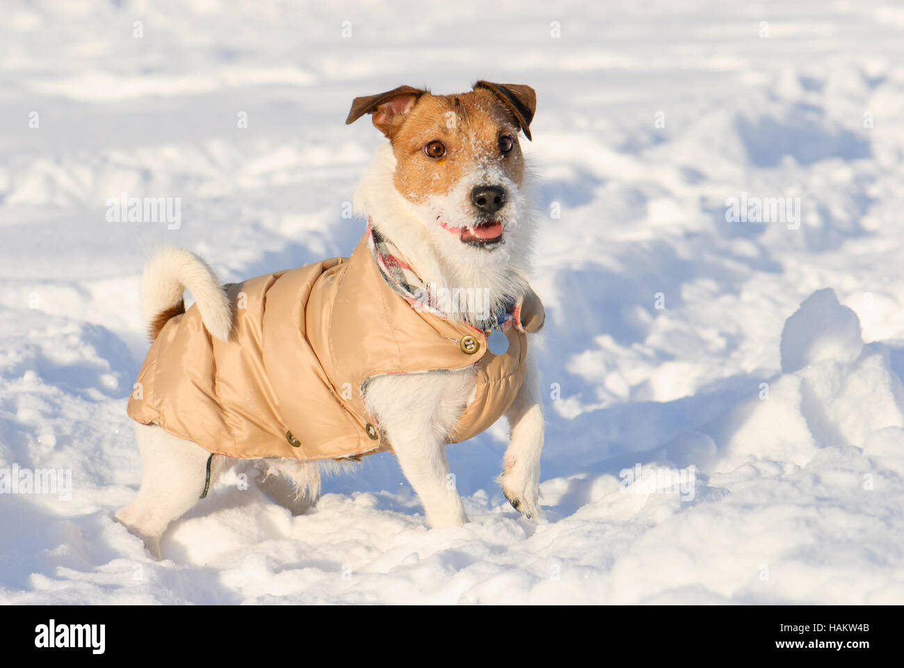Warm coat hi-res stock photography and images - Alamy - Dogs Warm In Cold Temperatures Without A Coat