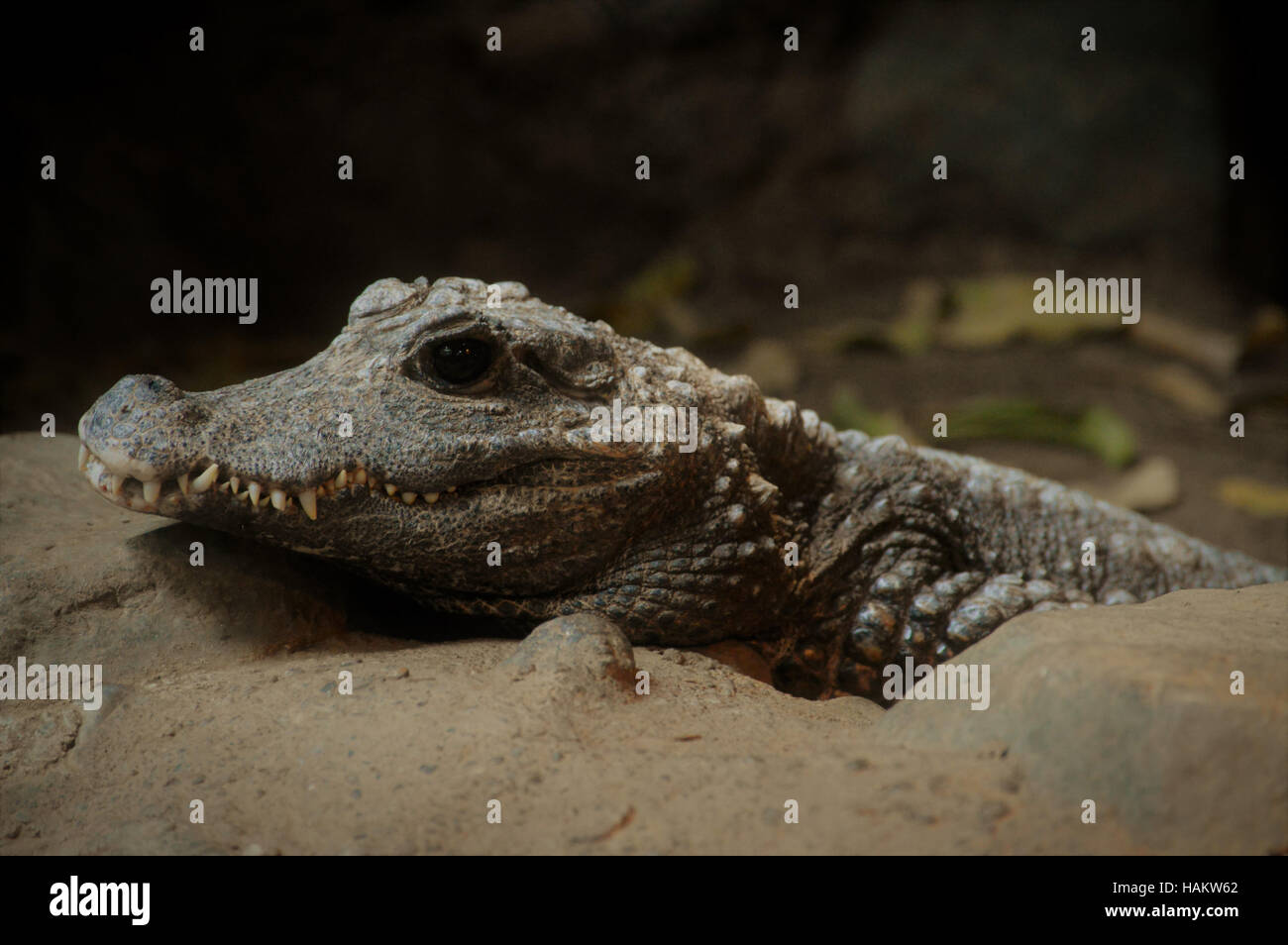 Dwarf Crocodile Stock Photo