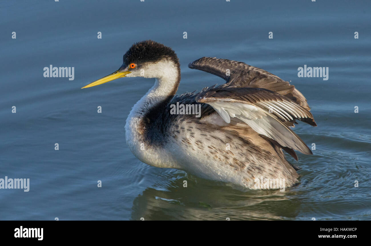Western Grebe with wings stretched Stock Photo
