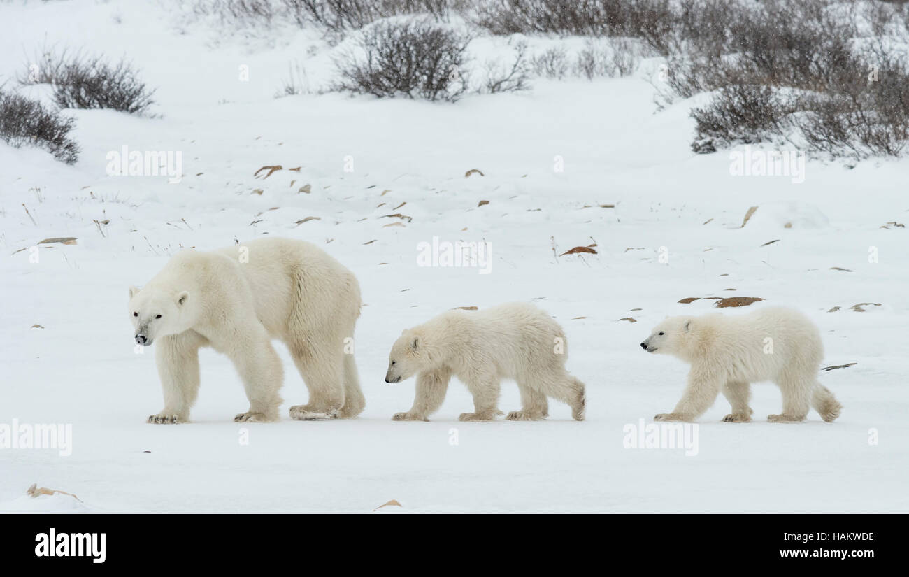 Mother Polar Bear and twins Stock Photo