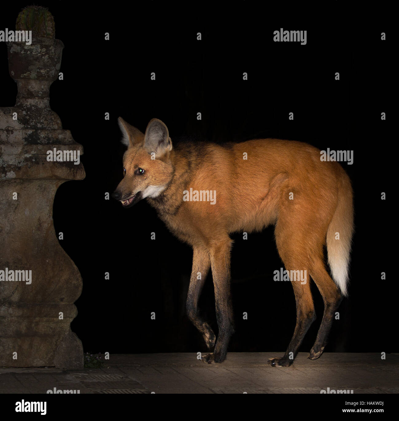 Maned Wolf on Monastery steps at night Stock Photo