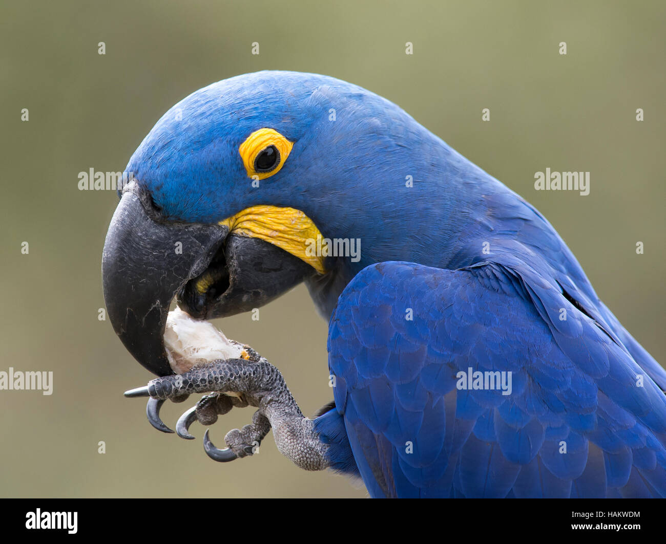 Portrait of Hyacinth Macaw eating palm fruit Stock Photo Alamy