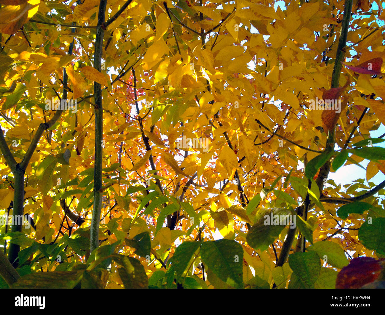 Back light of yellow, orange, green, and red fall leaves, 2016. Stock Photo