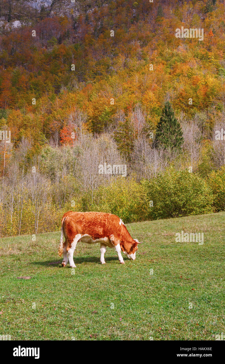 Grazing cow in the beautiful Bohinj valley of the Triglav National Park, Slovenia. Stock Photo