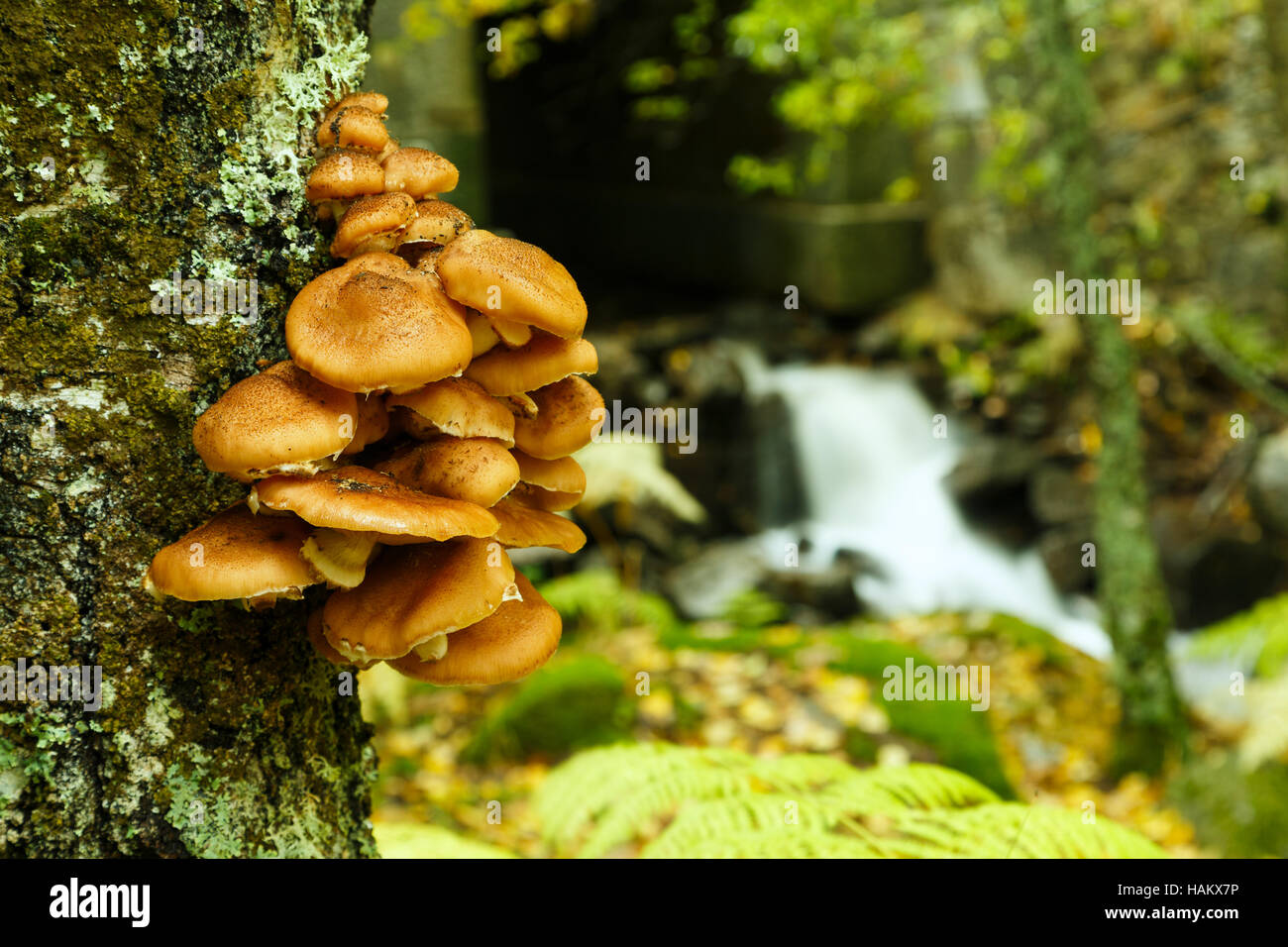 Autumn mushrooms Stock Photo