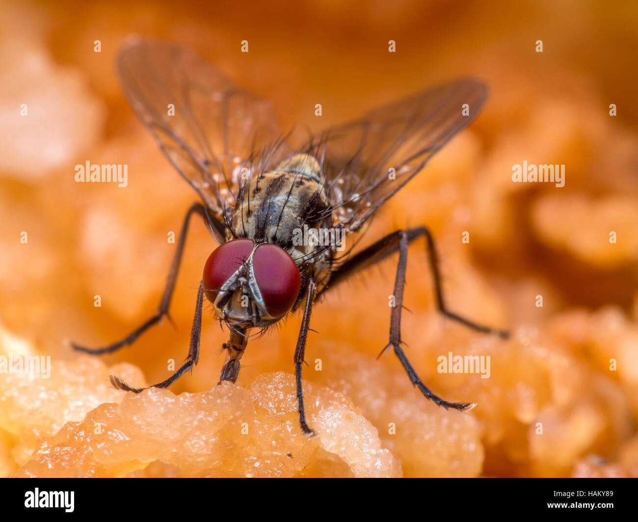 Sugar Fly Insect A Flesh Fly or Sarcophagidae sucking sugar from a fallen apple in an ...