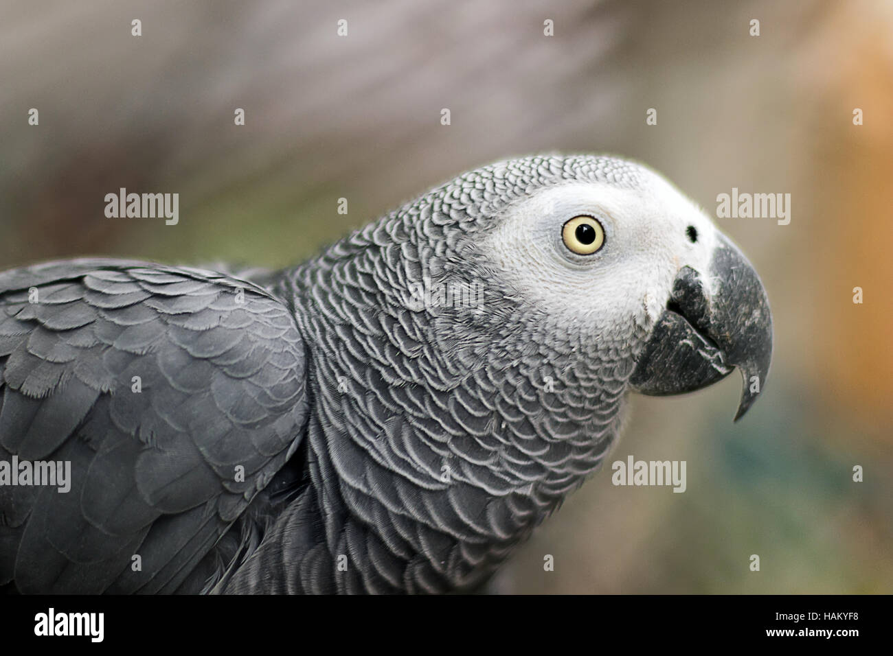 African Gray Parrot. Close up. Portrait of an Congo African Grey Parrot