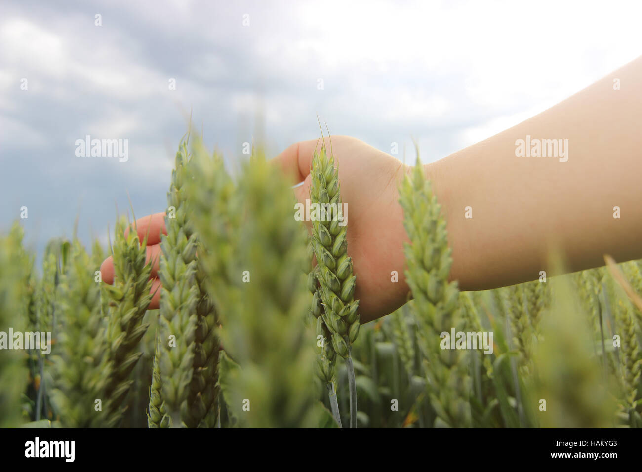 Woman hand touching wheat ear in wheat field. Hand in wheat field Stock ...