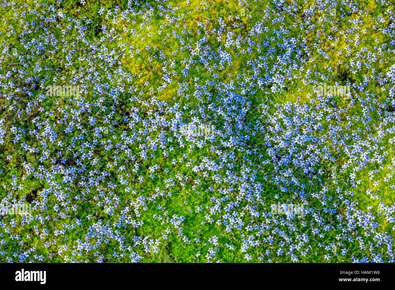 Moss and wild flowers in a garden Vancouver Island Stock Photo Alamy