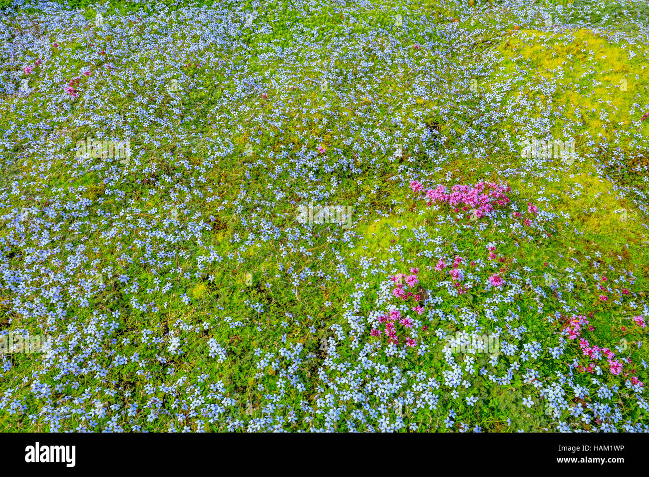 Moss and wild flowers in a garden Vancouver Island Stock Photo Alamy