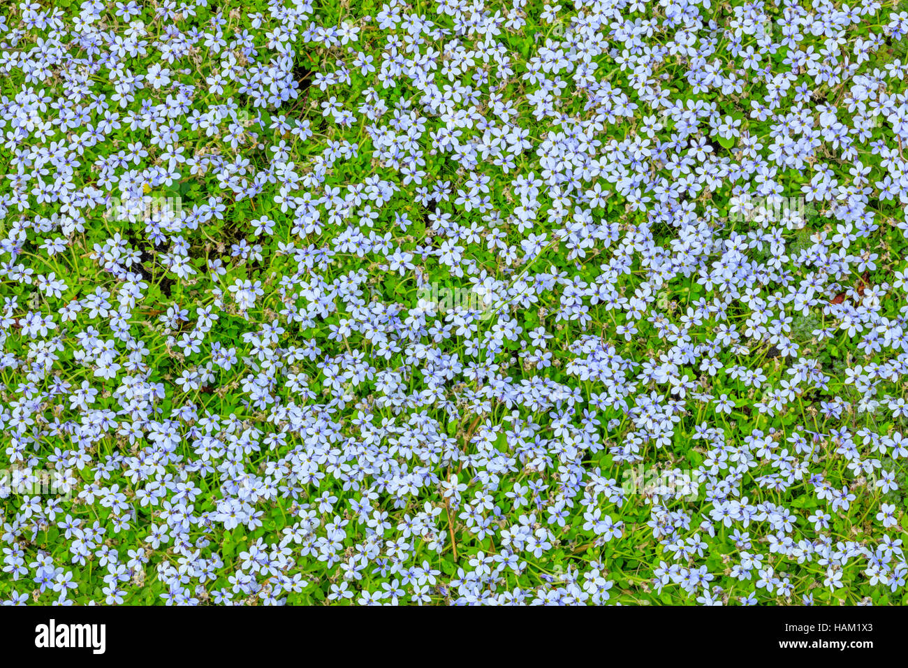 Moss and wild flowers in a garden Vancouver Island Stock Photo Alamy