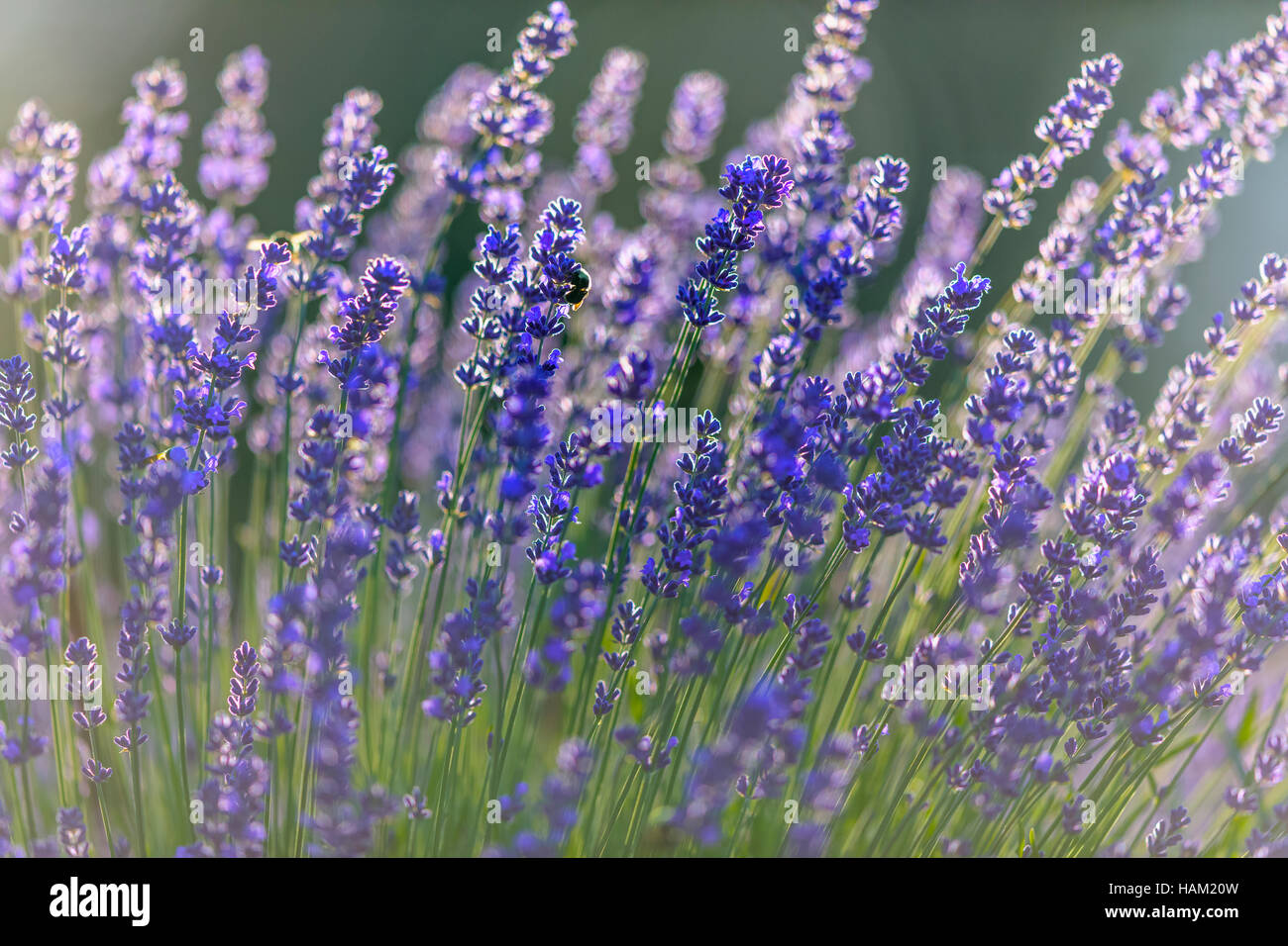 Lavender flowers on Vancouver Island Stock Photo Alamy