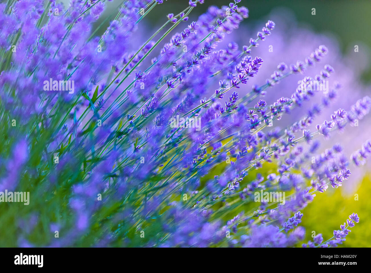 Lavender flowers on Vancouver Island Stock Photo Alamy