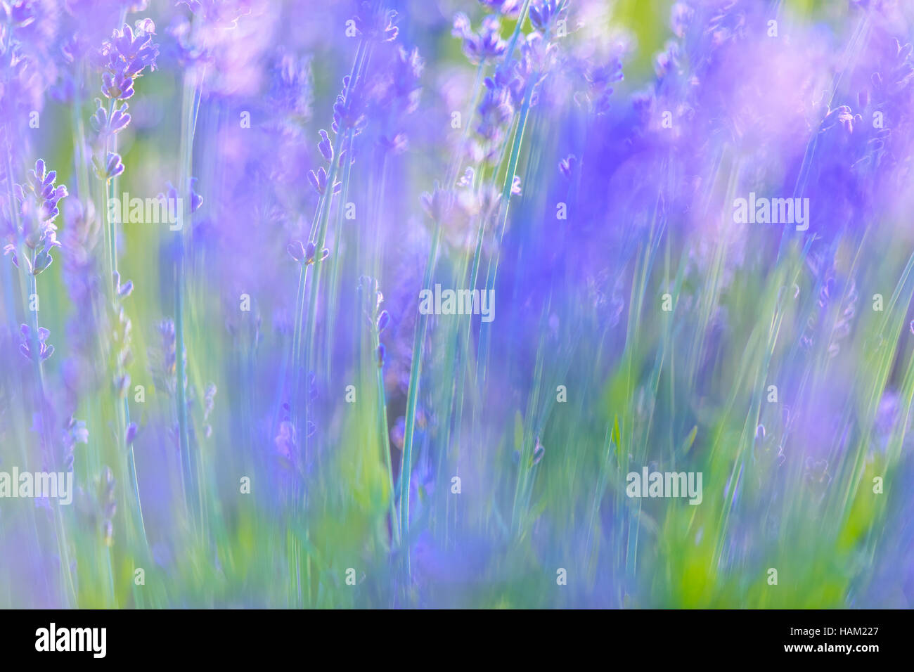 Lavender flowers on Vancouver Island Stock Photo Alamy