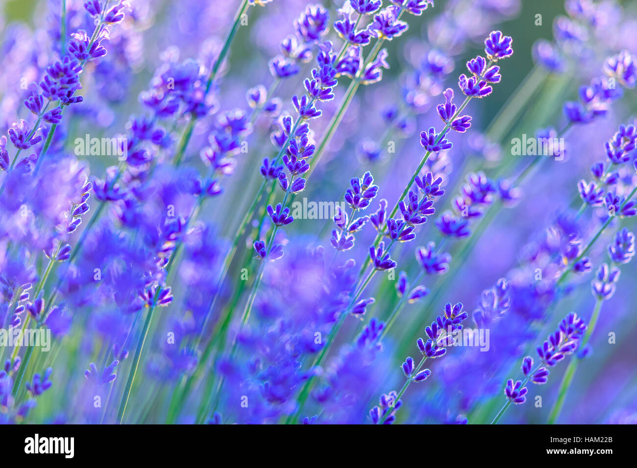 Lavender flowers on Vancouver Island Stock Photo Alamy
