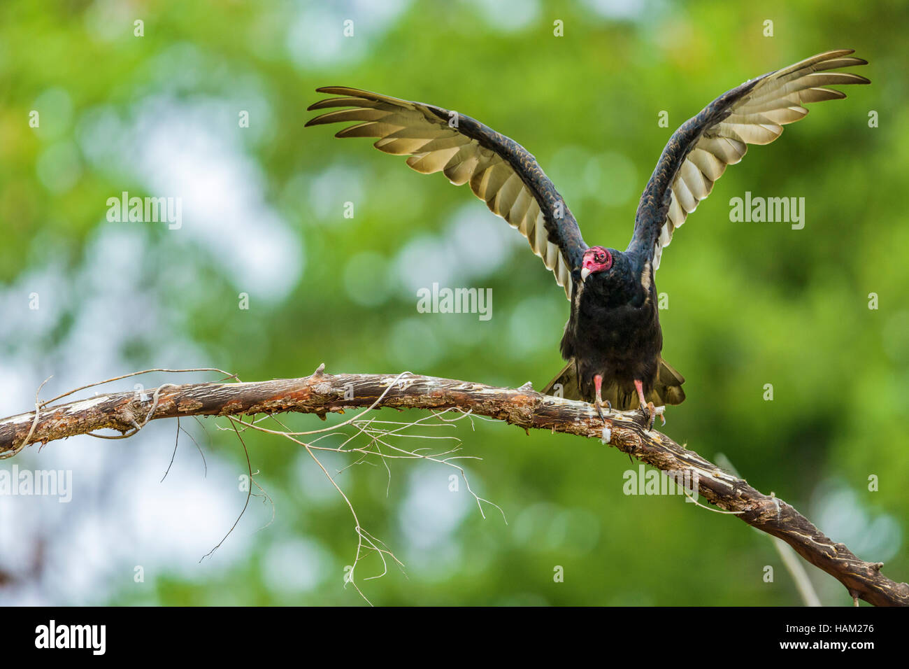 Turkey Vulture, British Columbia Stock Photo Alamy