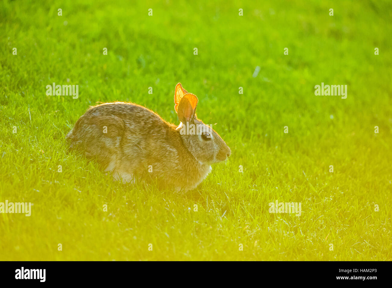 Rabbit on Vancouver Island Stock Photo Alamy