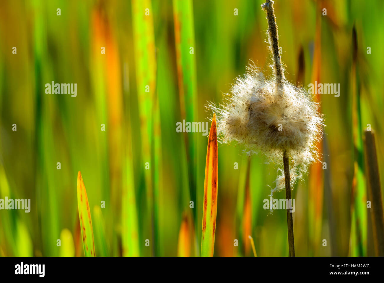 Tall marsh grass stalk hi-res stock photography and images - Alamy
