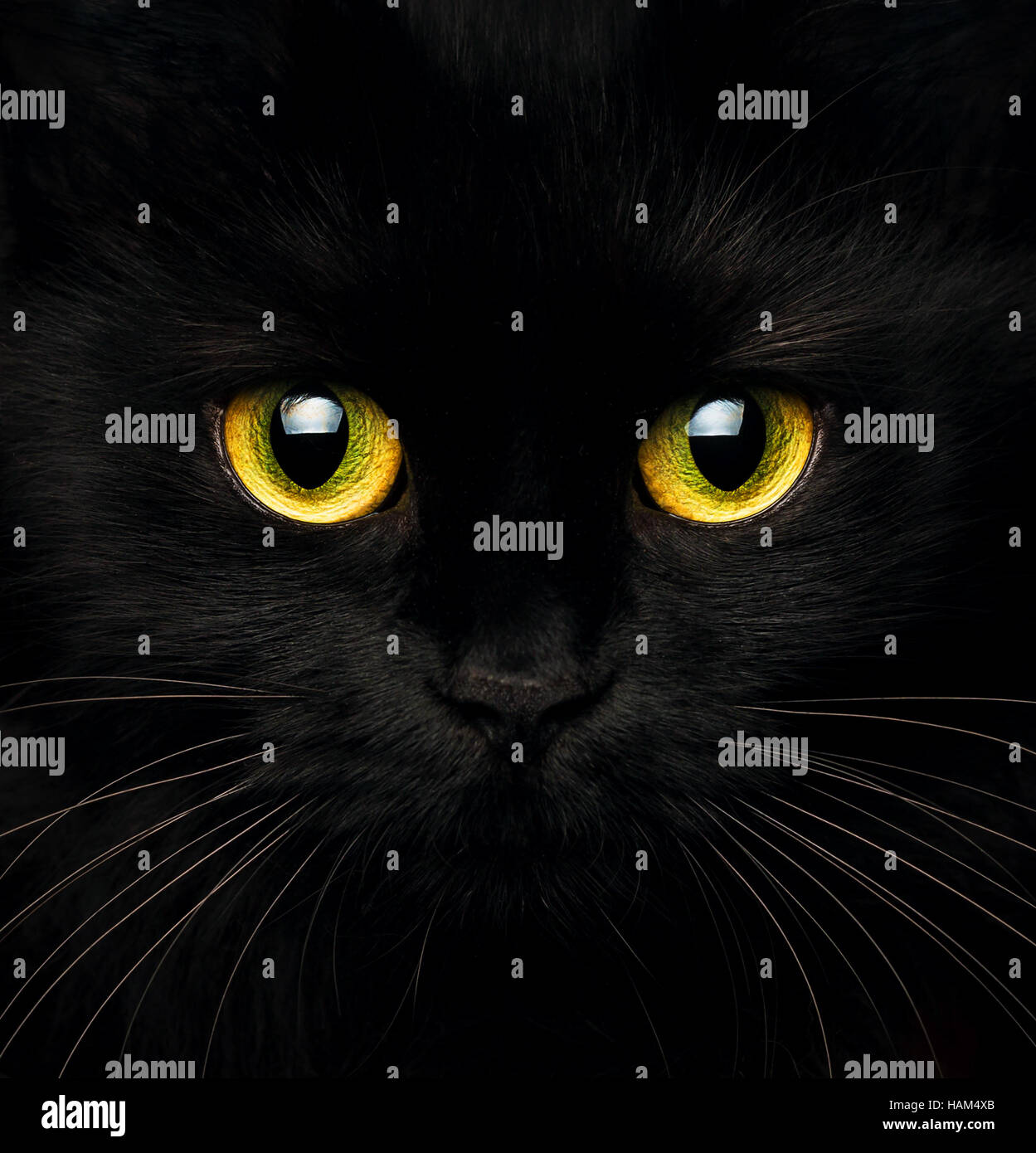 Cute muzzle of a black cat closeup Stock Photo - Alamy
