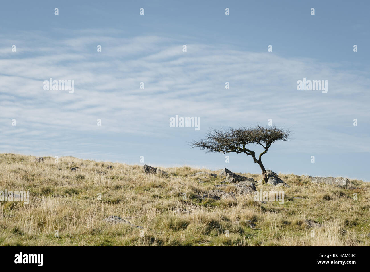 Wind blown tree hi-res stock photography and images - Alamy