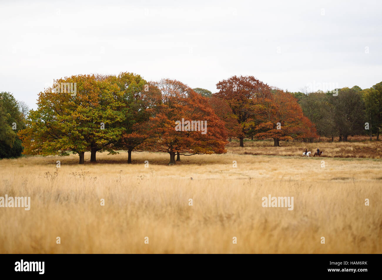 Trees in Richmond Park Stock Photo Alamy