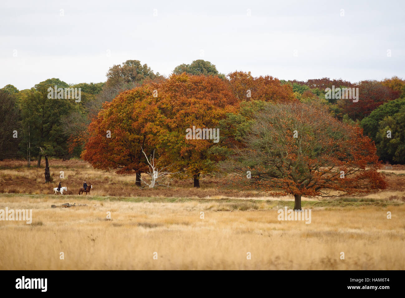Trees in Richmond Park Stock Photo Alamy