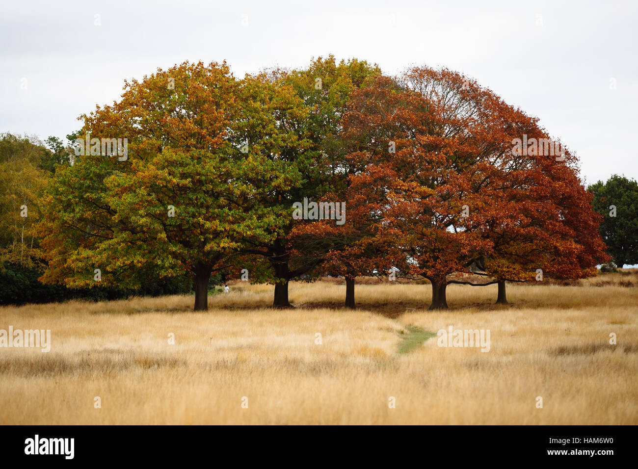 Trees in Richmond Park Stock Photo Alamy