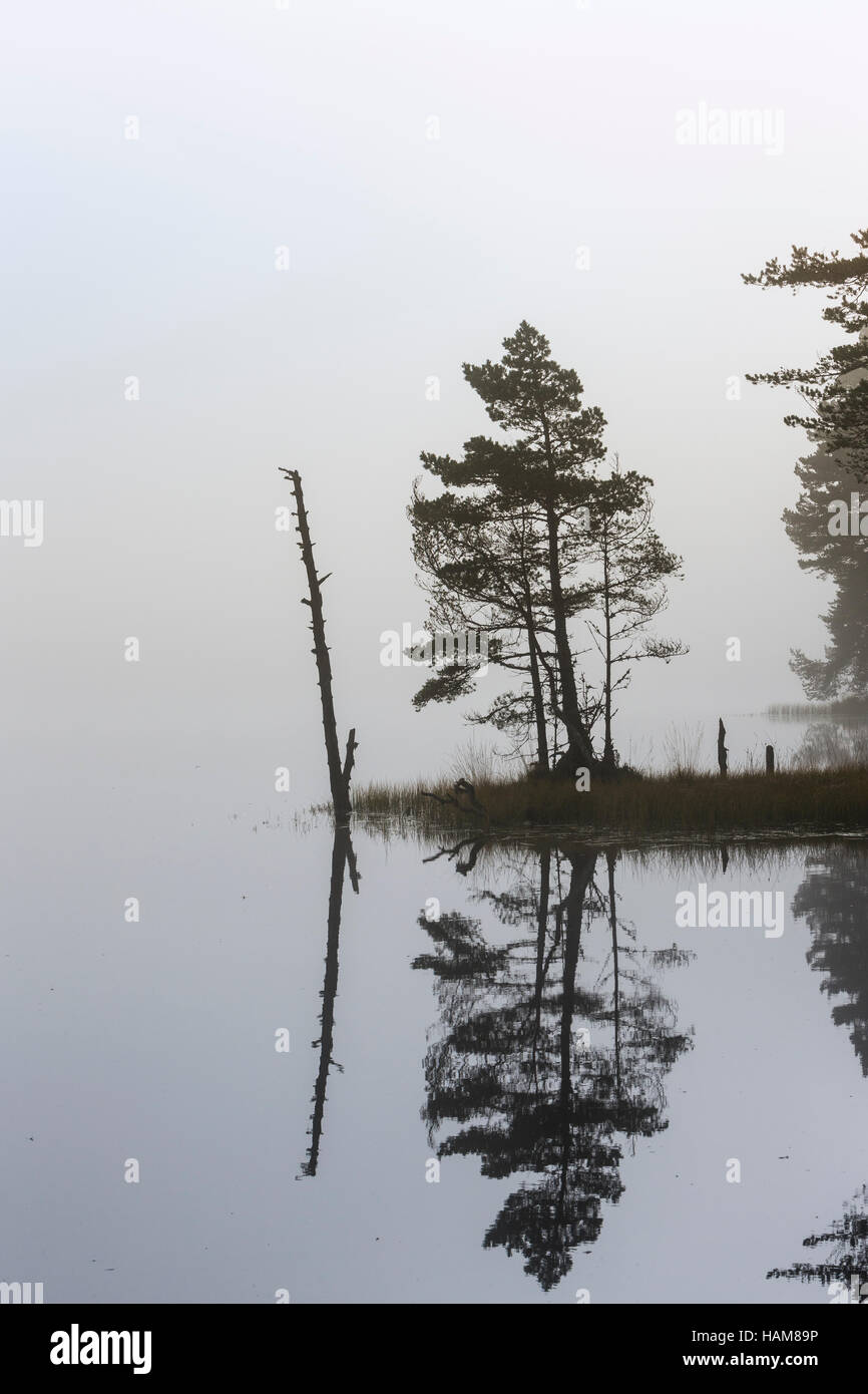 Mist and Tree on Loch Garten in the Cairngorms National Park. Stock Photo