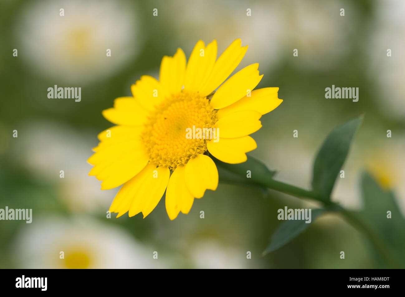 A Corn Marigold (Glebionis segetum) flower. Stock Photo
