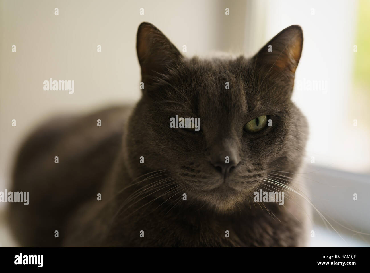Kitty kitten big cat hi-res stock photography and images - Alamy