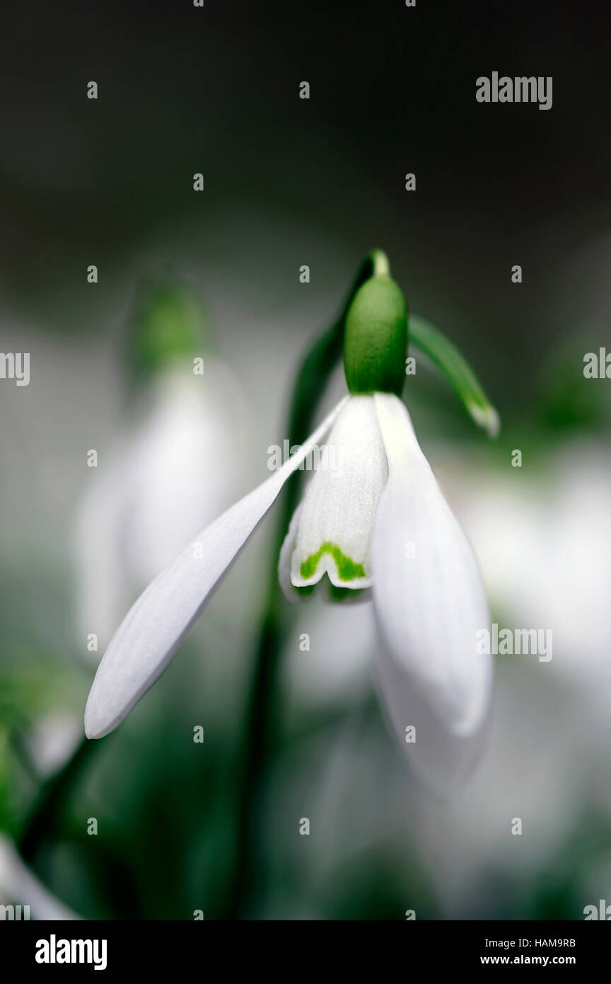 Galanthus nivalis Common Snowdrop flower close up portrait Stock Photo