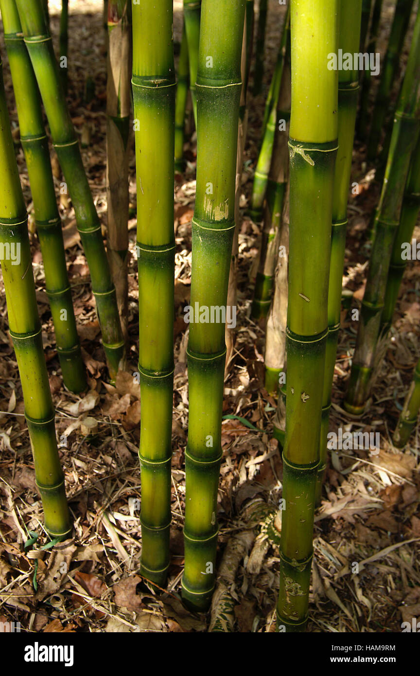 Chusquea breviglumis Bamboo Stock Photo