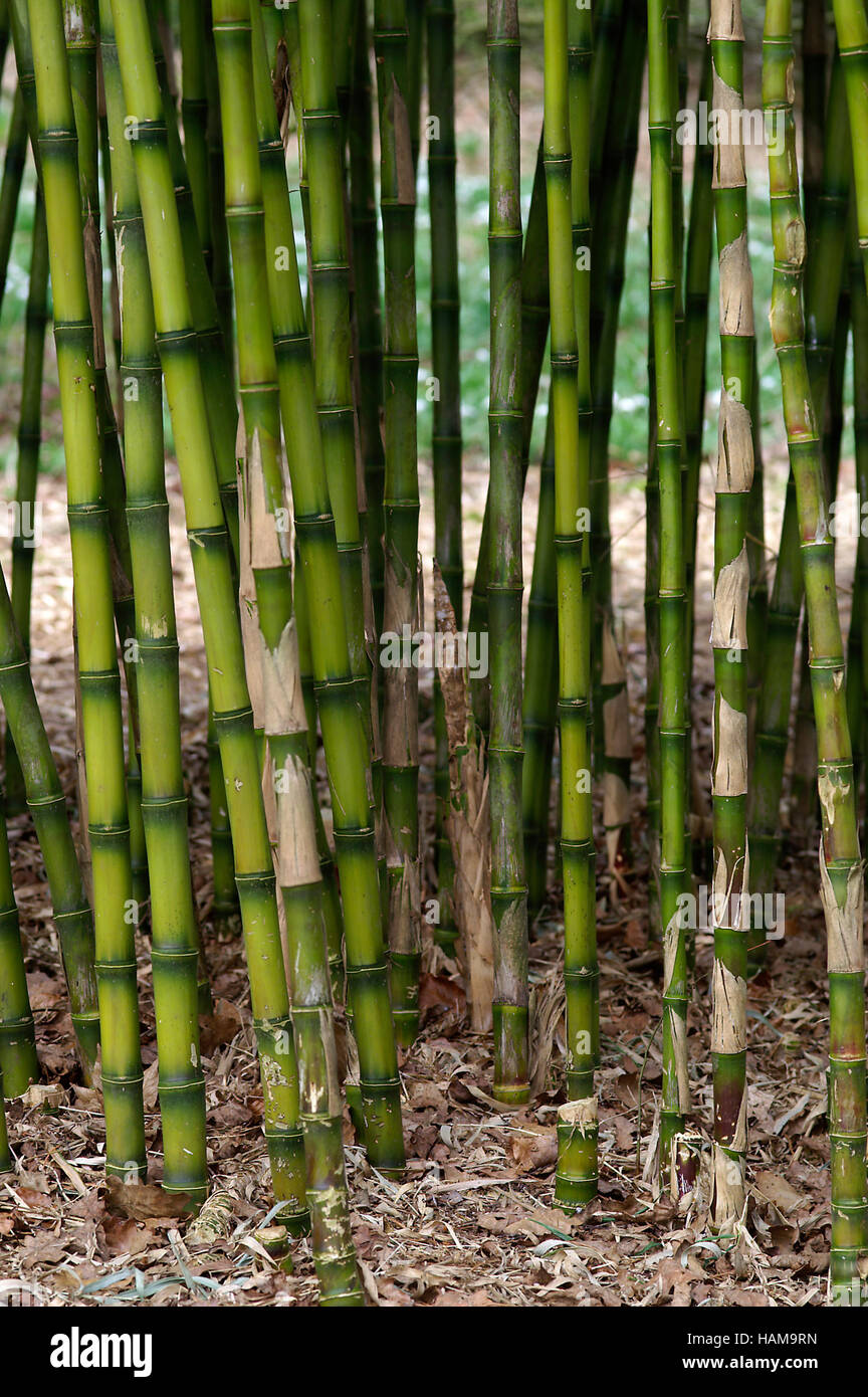 Chusquea breviglumis Bamboo Stock Photo