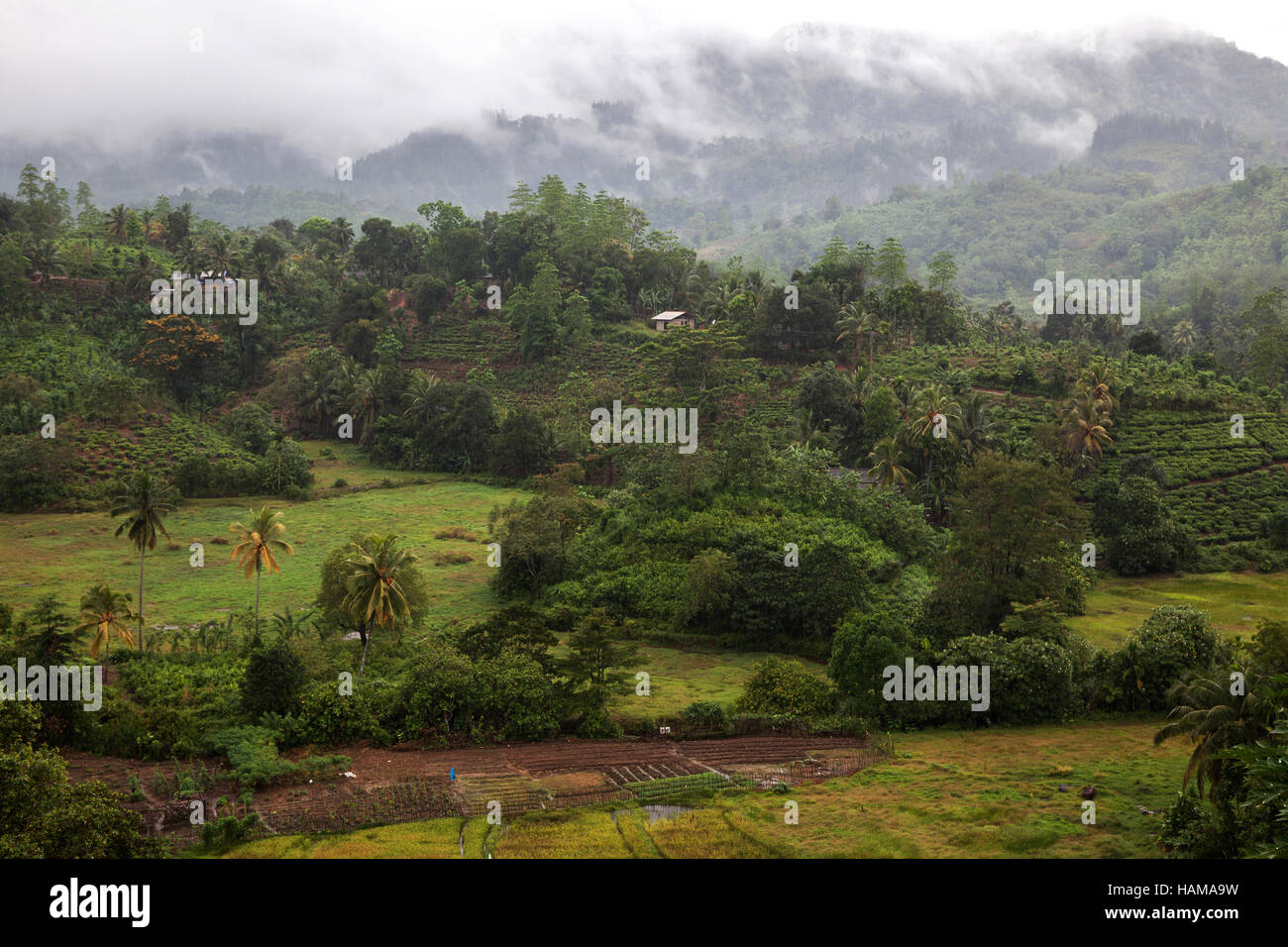 Landscape and vegetation, Sinharaja Forest Reserve, Sri Lanka Stock