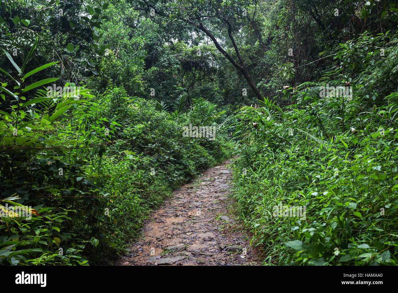 Path through tropical vegetation, Sinharaja Forest Reserve, Sri Lanka Stock Photo