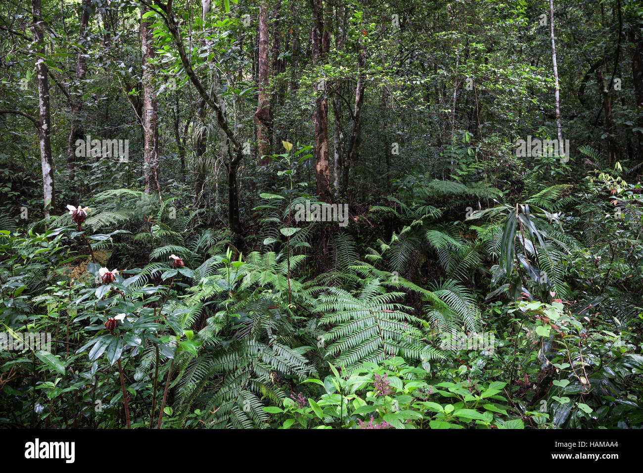Tropical vegetation, Sinharaja Forest Reserve, Sri Lanka Stock Photo
