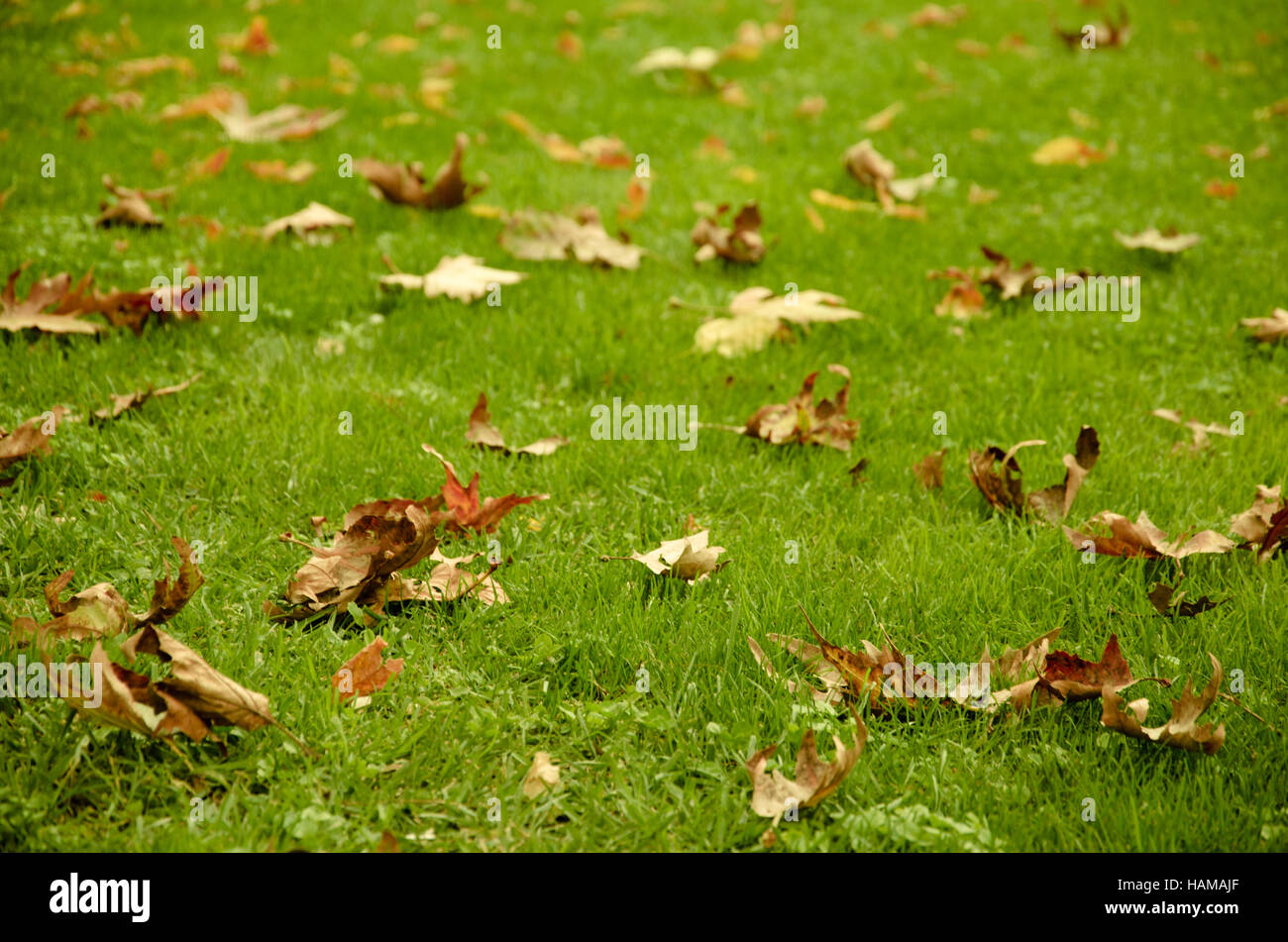 Colorful maple leaves on a background of green grass, at autumn Stock ...