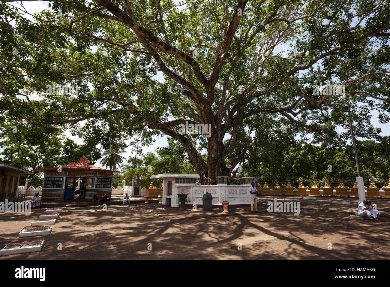 Sacred fig or bodhi (Ficus religiosa) tree, Weherahena Temple, Matara, Southern Province, Sri Lanka Stock Photo
