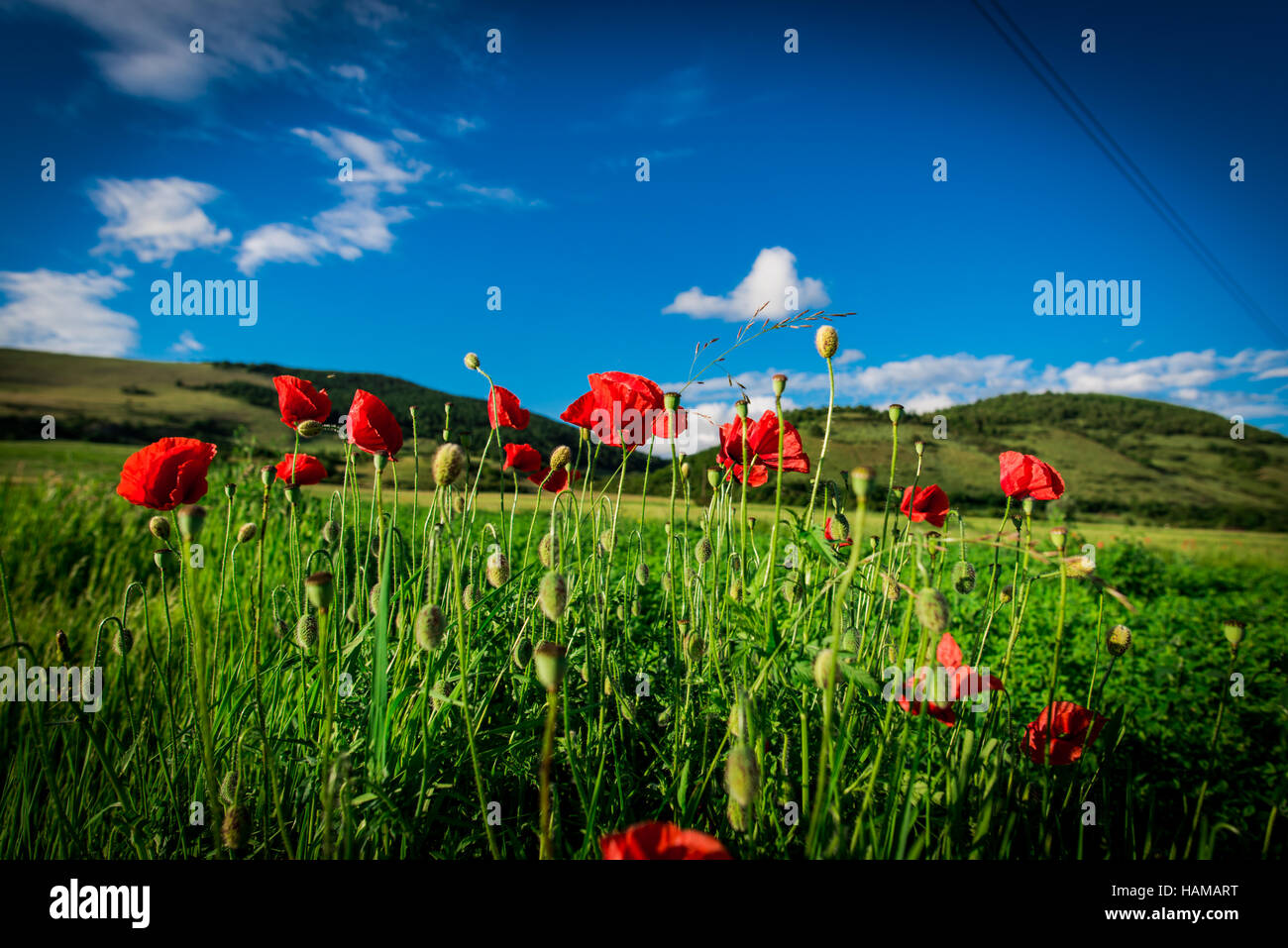 Beautiful wild flowers hi-res stock photography and images - Alamy