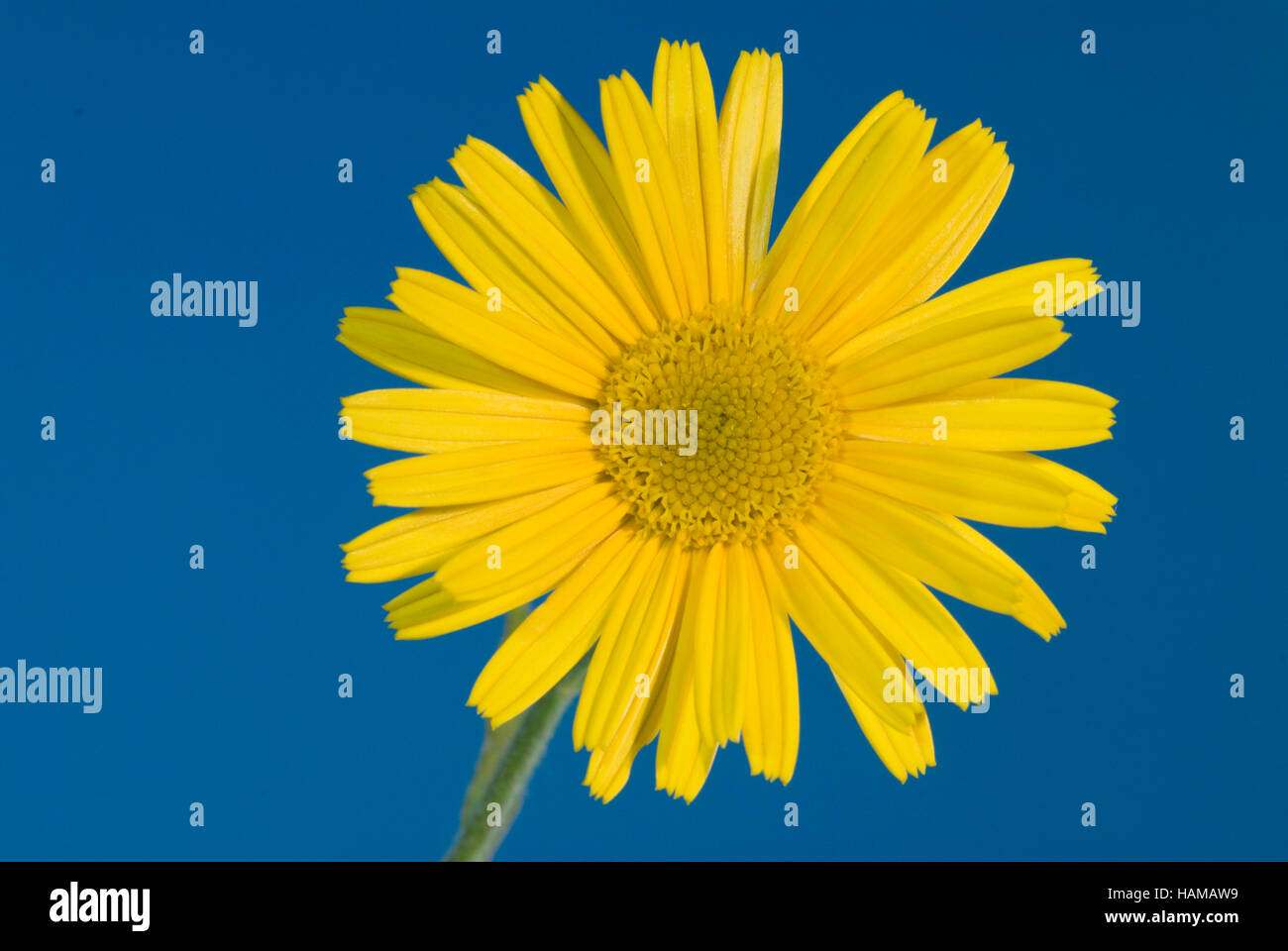 Yellow oxeye daisy (Buphthalmum salicifolium L.), flower Stock Photo