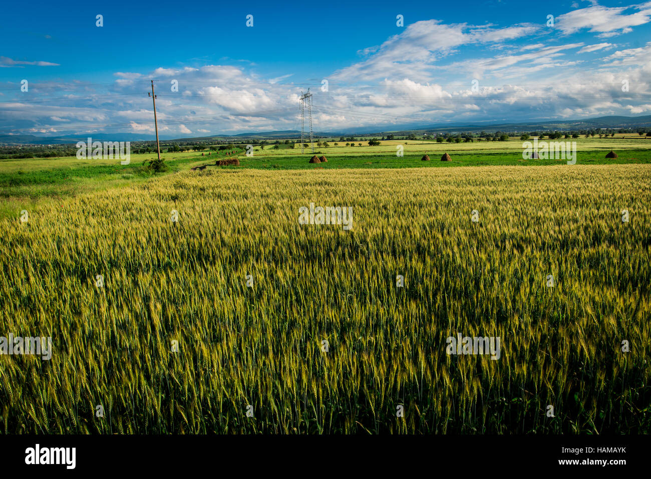 Sunny day at the field hi-res stock photography and images - Alamy