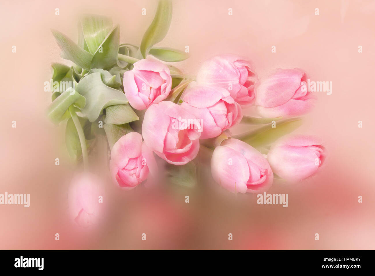Beautiful soft pink Textured Tulips Stock Photo