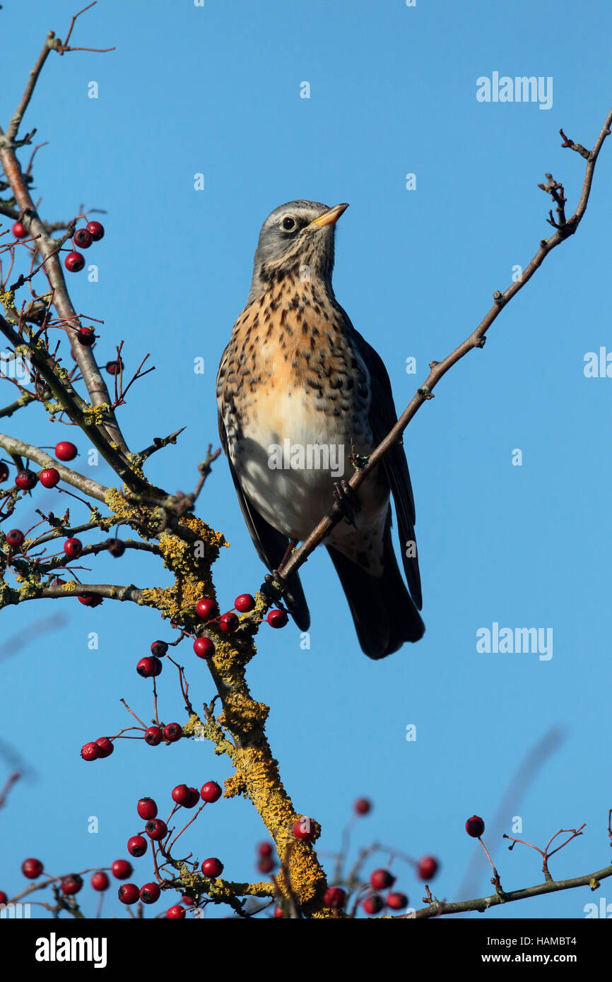 Fieldfare, Turdus pilaris, single bird on hawthorn bush with red berries, Warwickshire, December 2016 Stock Photo