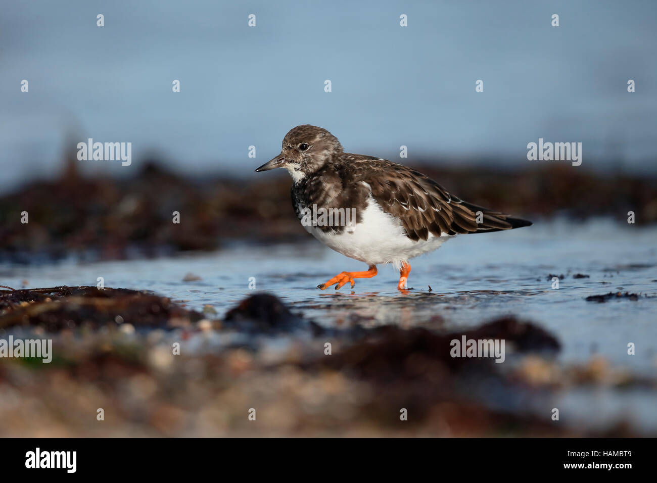 Turnstone, Arenaria interpres, single bird on beach, Gwynedd, Wales November 2016 Stock Photo