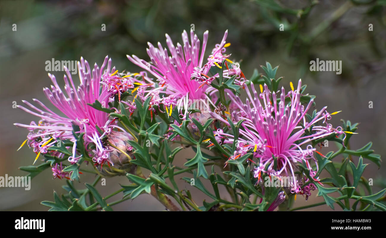 Australian Native Plant, Petrophile linearis. This delicate, low growing plant can be found flowering in spring in natural bush. Stock Photo