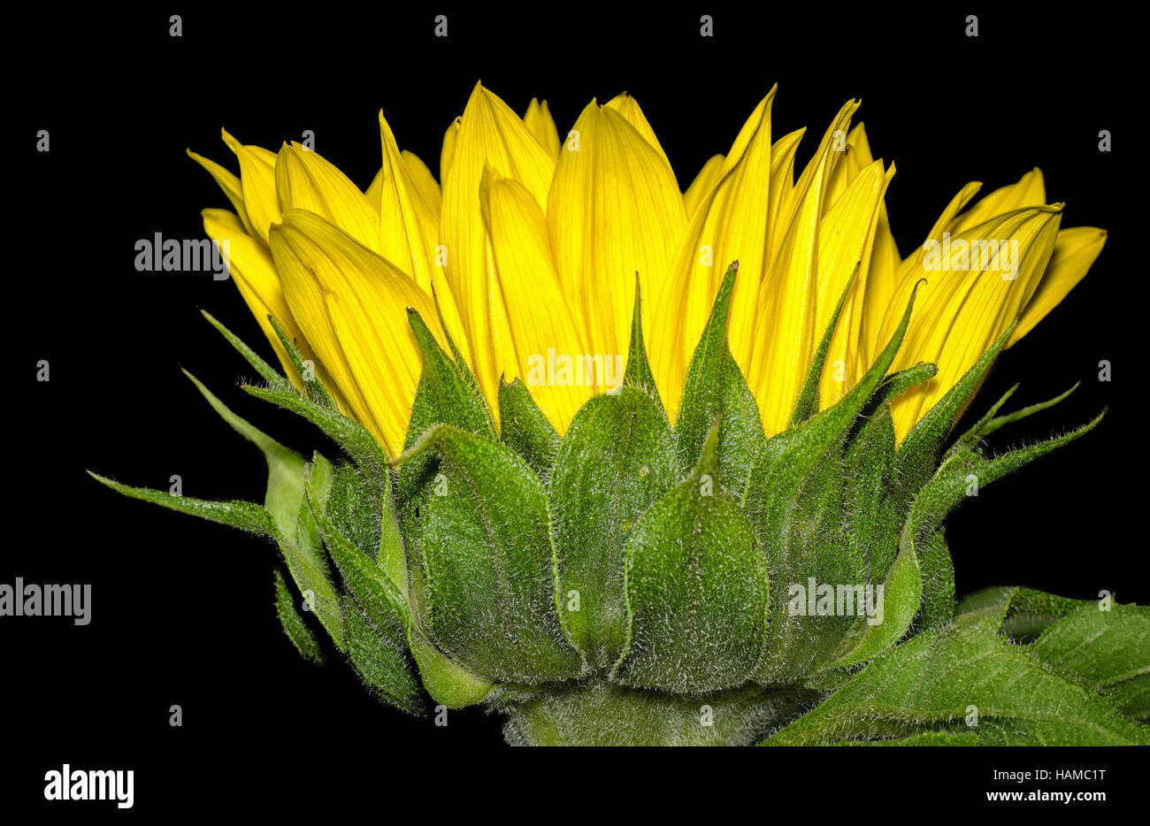 Sunflower Over Black Stock Photo