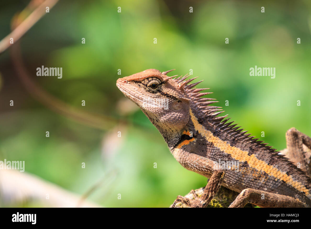 Green crested lizard, black face lizard, tree lizard on tree Stock