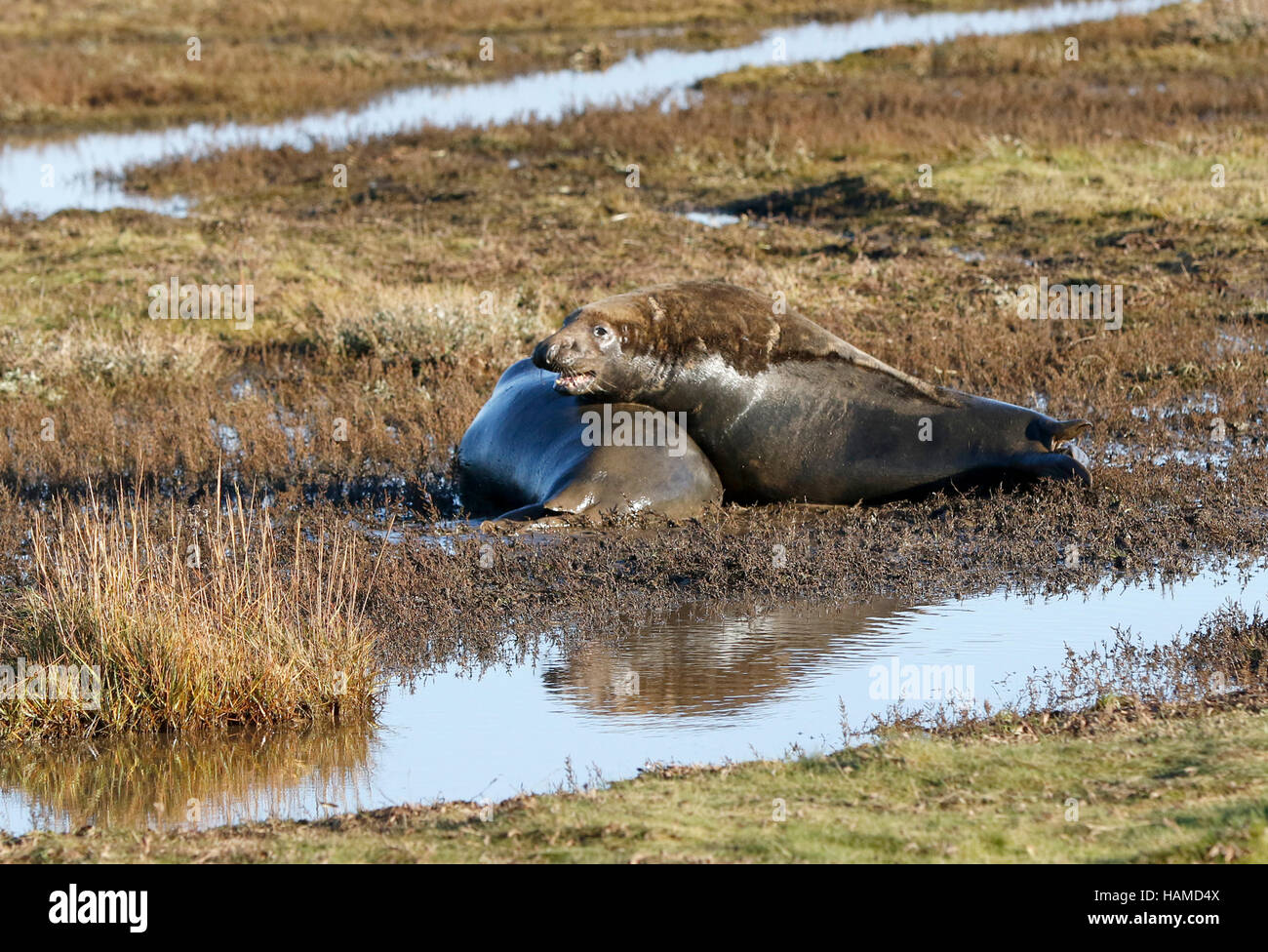 Large bull seals hi-res stock photography and images - Alamy